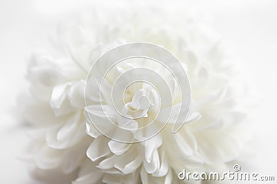 White flower on a white background Stock Photo