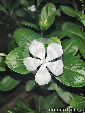 White flower. Beautiful flower. Stock Photo