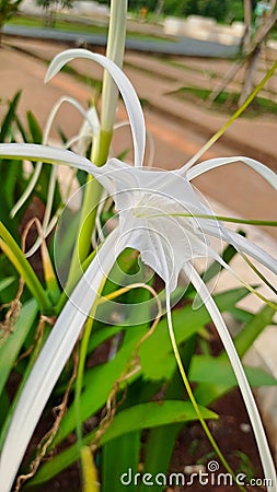 White Flower beutyful Stock Photo