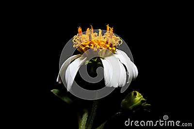 White flower. Stock Photo