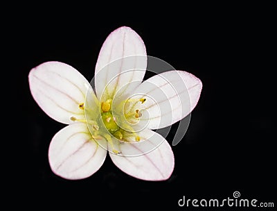 White flower On Black Backgroundtulip Stock Photo