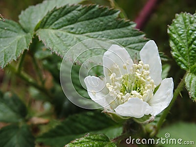 White Flower Blackberry garden. Flower of European blackberry - Rubus fruticosus. Organic Gardening Stock Photo