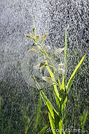 White flower bloom in the pouring rain like snowing. Blooming blossom and water drops like snow. Narrow-leaved Helleborine or Stock Photo