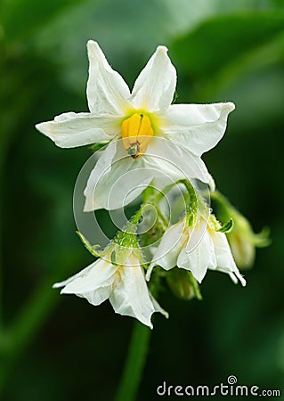 White flower of blooming potato plant. Beautiful white and yellow flowers of Solanum tuberosum in bloom growing in homemade garden Stock Photo