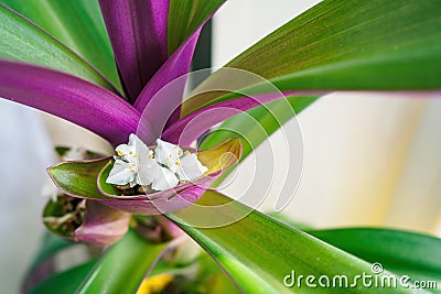 White flower of the boat lily or Moses-in-the-cradle. Tradescantia spathacea in bloom, copy space Stock Photo