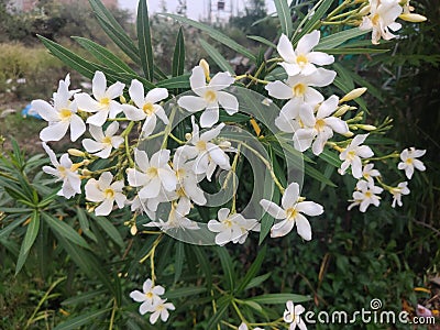 White flower botany plant shrub leaf green bud petals Stock Photo