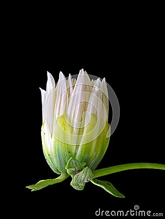 White Flower Stock Photo