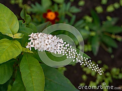 White flower of buddleia closeup Stock Photo