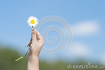 White Flower in Child's Hand Stock Photo