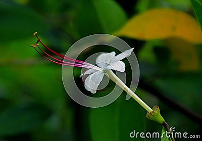 White flower of Clerodendrum inerme Stock Photo