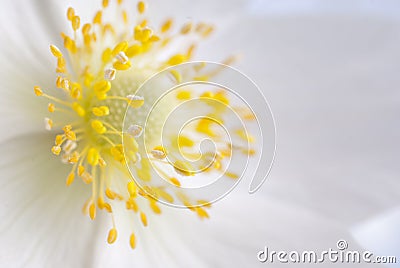 White flower , close-up Stock Photo