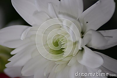 White flower Stock Photo