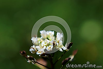White flower, close up, nature, centred, focus Stock Photo