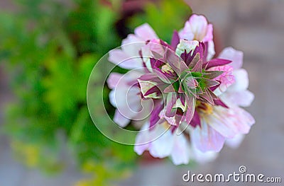 White flower closeup on a sunny day Stock Photo