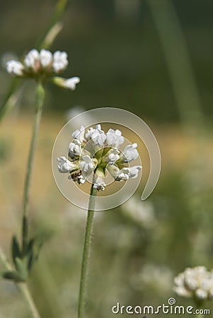 White close up flower of Dorycnium pentaphyllum plant Stock Photo