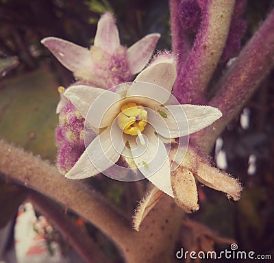 Flower with five exotic hairy (trichoma) petals with small green insects Stock Photo