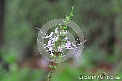 White flower. flower Stock Photo