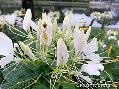 White flower Stock Photo