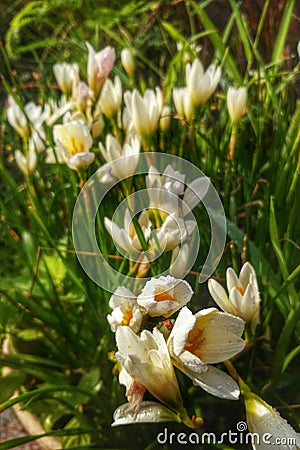 White flower in garden Stock Photo