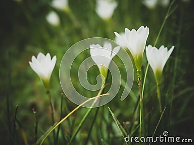 White flower in the garden blur green nature background Stock Photo