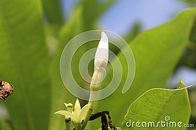 White flower in the garden. reeds in the wind in the meadow Stock Photo