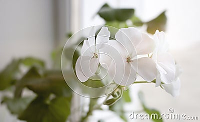 White flower of Geranium, Pelargonium hortorum Bail Geraniaceae on white background with clipping path Stock Photo