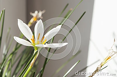 White flower glistening under the light from the window Stock Photo