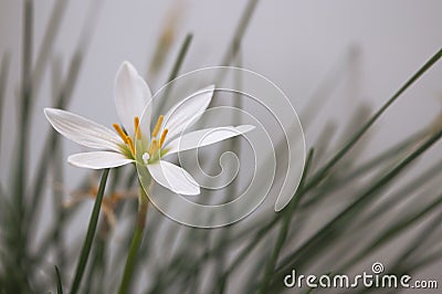 White flower glistening under the light from the window Stock Photo