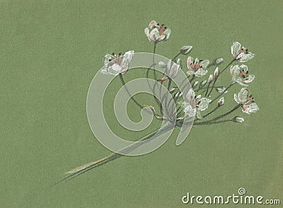 Swamp White flower on a green background can be used as a print on a t-shirt. Cartoon Illustration
