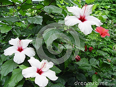 A white flower with green leaves Stock Photo