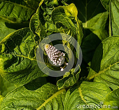 White flower in green leaves, natural background Stock Photo