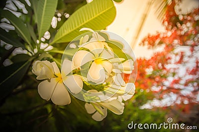 White flower and green leaves on sunlight Stock Photo