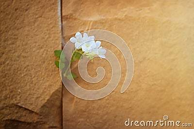 White flower growing on crack stone wall, warm color Stock Photo