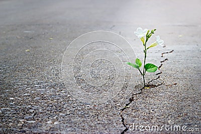 White flower growing on crack street, soft focus, blank text Stock Photo