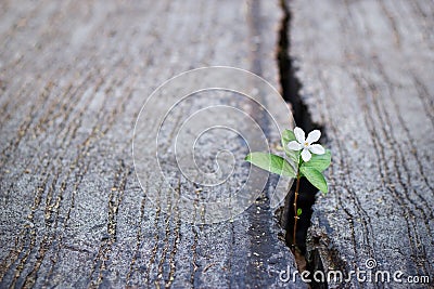 White flower growing on crack street, soft focus Stock Photo