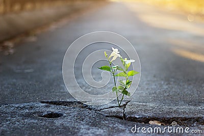 White flower growing on crack street, soft focus Stock Photo