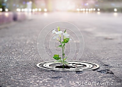 White flower growing on crack street, soft focus, blank text Stock Photo