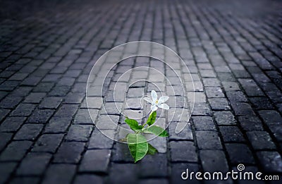 White flower growing on street floor old brick at night, soft fo Stock Photo