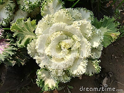 White flower in Indian village Stock Photo