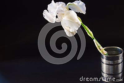 White flower iris on black background Stock Photo