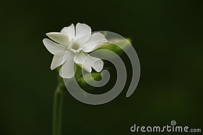 White Flower - Jasminum sambac (Sampaguita) Stock Photo