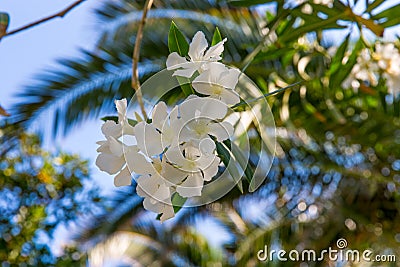 White flower in Kavros village, Crete Stock Photo