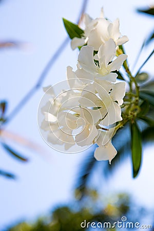 White flower in Kavros village, Crete Stock Photo