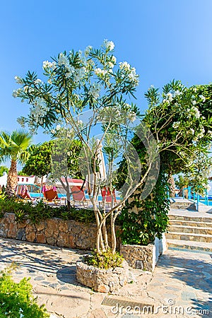 White flower in Kavros village, Crete Stock Photo