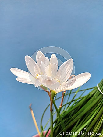 white flower On Light Blue Background Stock Photo
