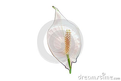 White flower lily spathiphyllum houseplant in green leaves, close-up, isolated on a white background Stock Photo
