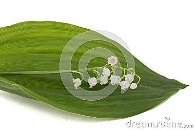 White flower of lily of the valley, lat. Convallaria majalis, is Stock Photo