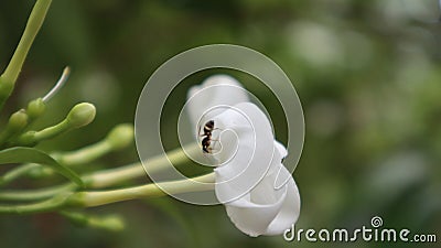white flowers and little ant. original Stock Photo