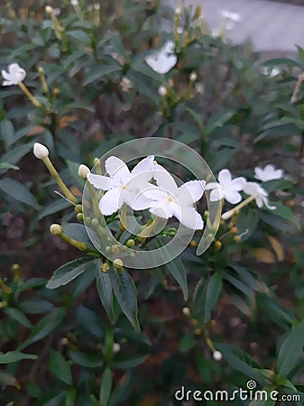 White flower look so pure and cute in same time Stock Photo