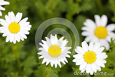 Small white flower macro in meadow, adobe rgb Stock Photo